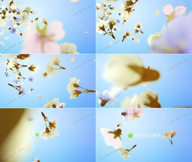 从天空飘落的清新花朵和花瓣logo揭示开场AE模板