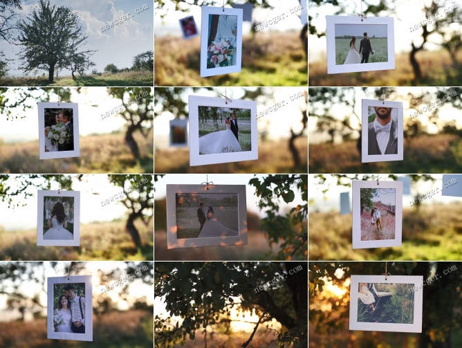 实拍+后期，阳光明媚的树枝上悬挂展示的婚礼照片AE模板