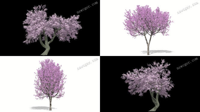 4段带通道的随风摇曳的美丽樱花树视频素材