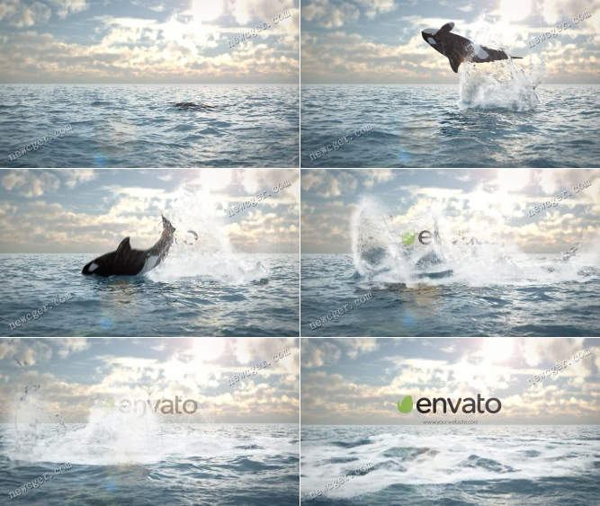 鲸鱼标志动画AE模板.jpg
