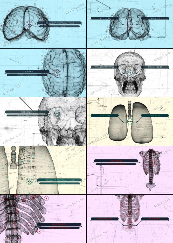 解剖学三维动画AE模板.jpg