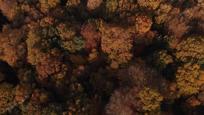 秋天的树林视频素材.jpg