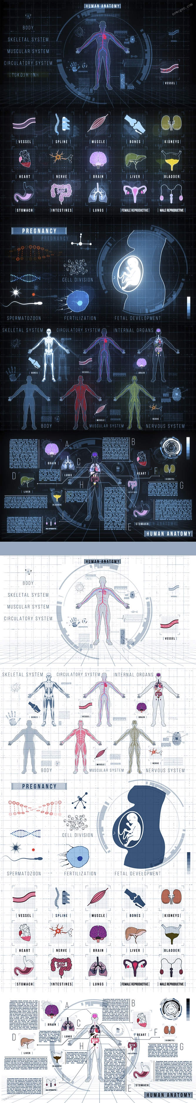人体解剖学元素包AE模板.jpg