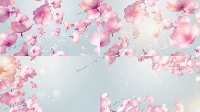 樱花背景视频素材.jpg