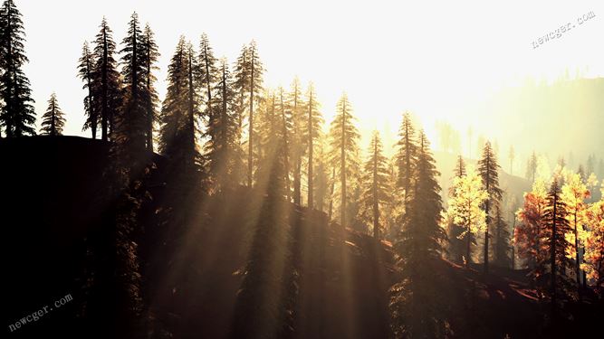 阳光和森林视频素材.jpg