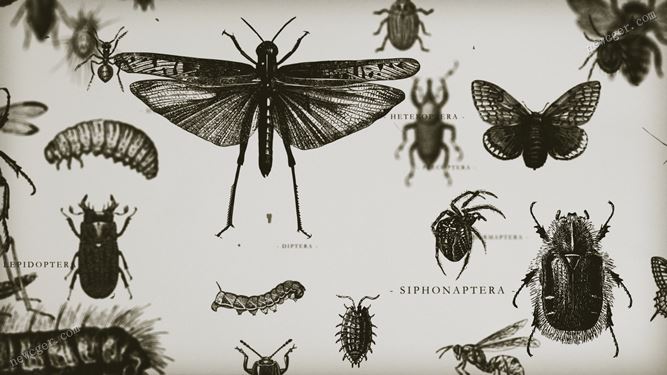 昆虫标本背景循环视频素材.jpg