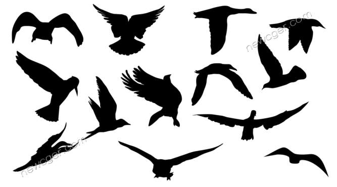 各种鸟儿飞翔的动画素材.jpg