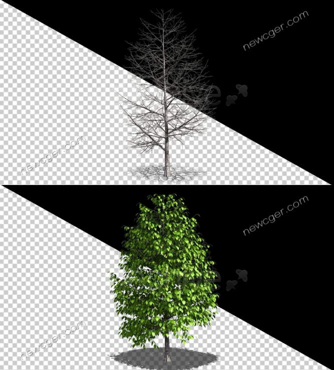 树叶生长视频素材.jpg