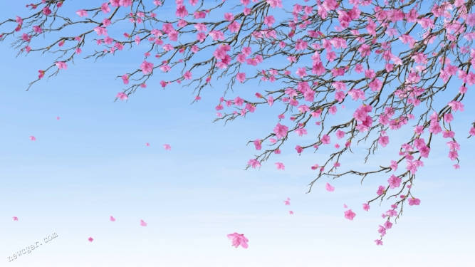 樱花循环视频素材.jpg